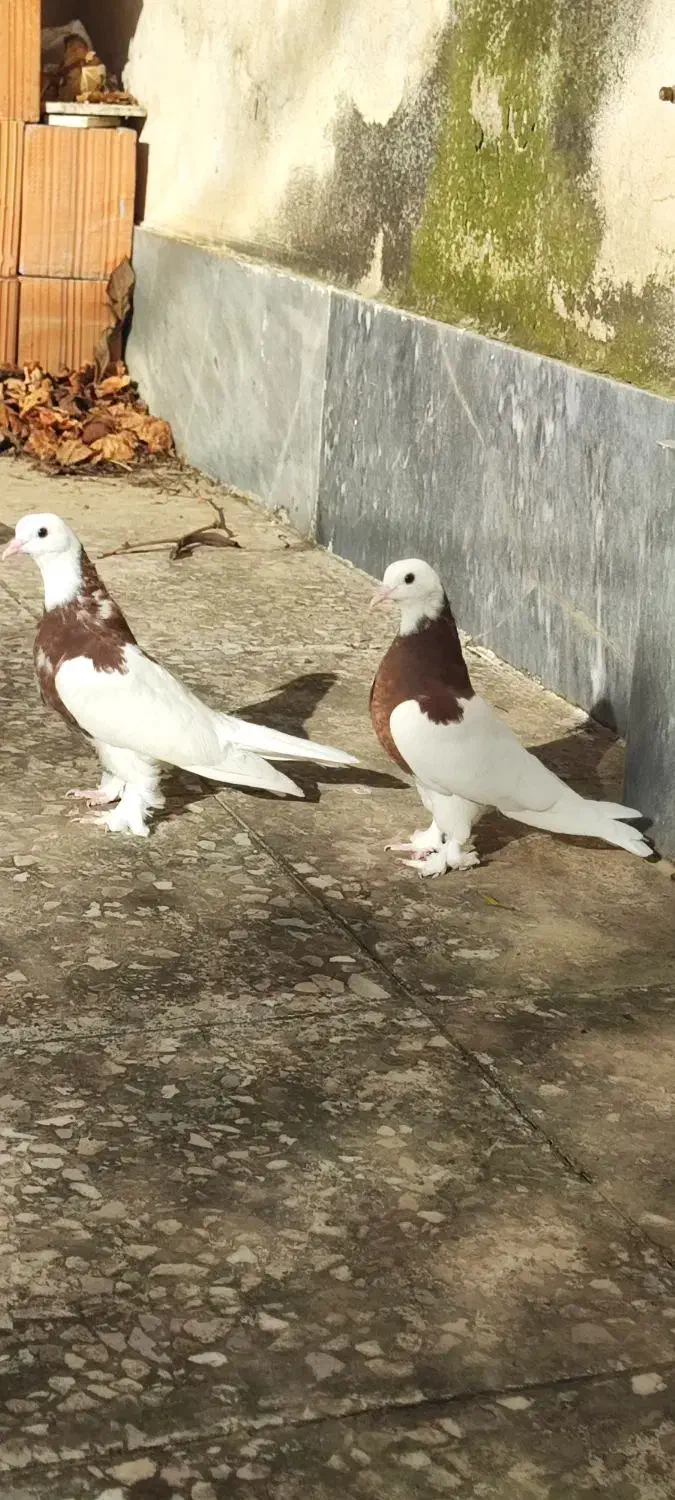 طوقی|پرنده|مینودشت, |دیوار