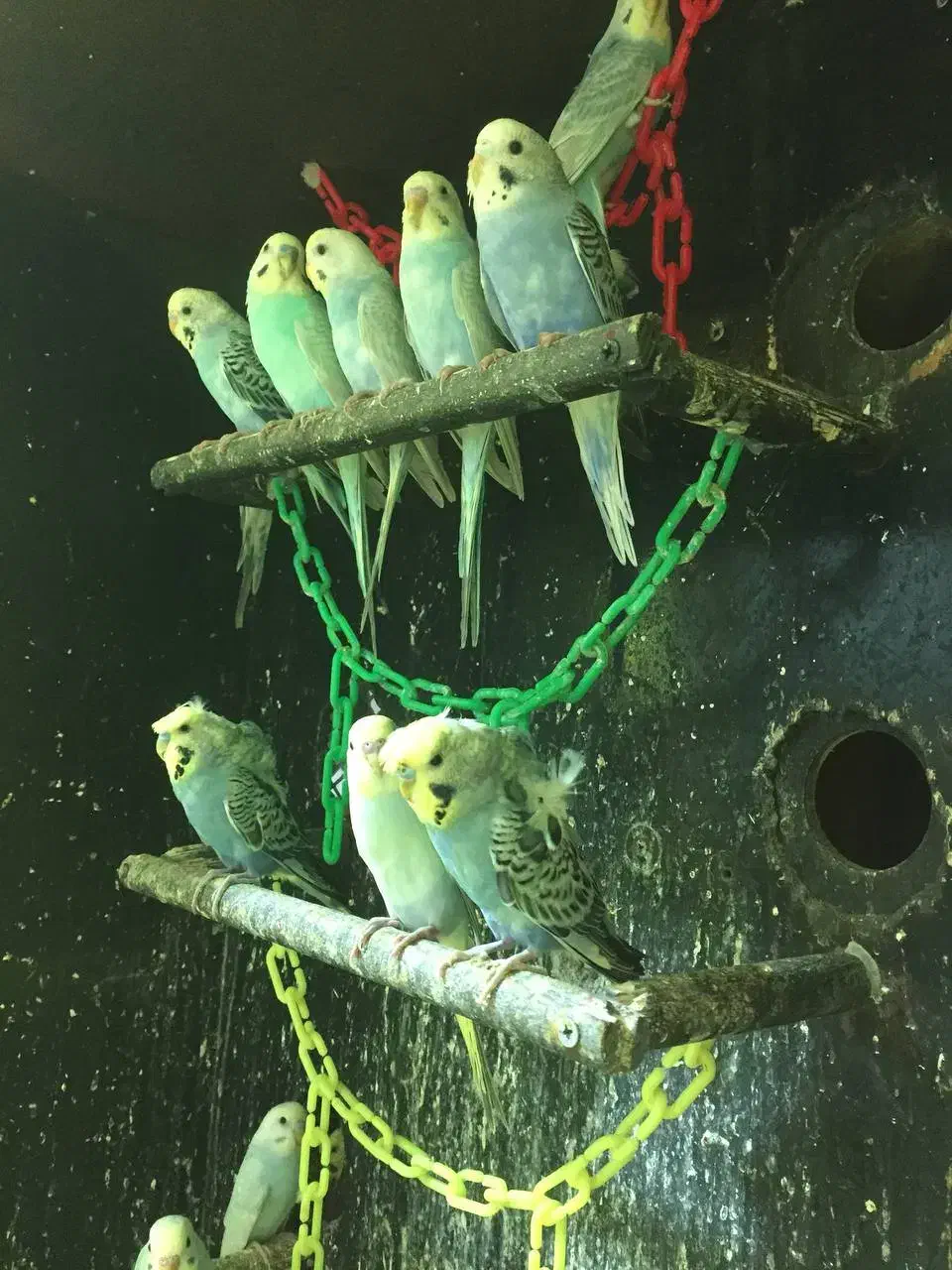 مرغ عشق پروانه ای و رنگین کمانی خاص و عروس هلندی|پرنده|سبزوار, شهرک جهاد|دیوار