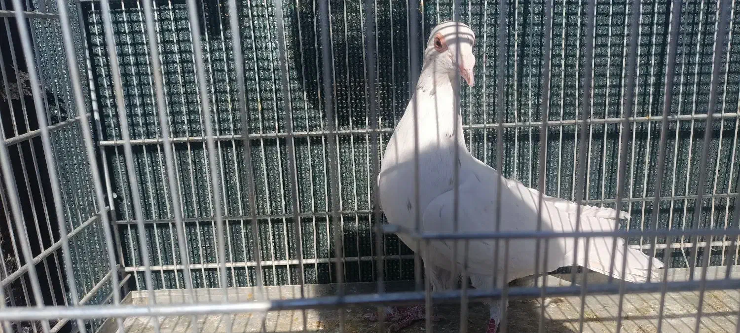 کبوتر دورگ|پرنده|فولادشهر, سایت صنعتی کاوه|دیوار