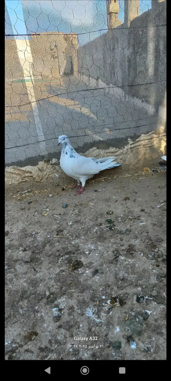 کبوتر|پرنده|پارس‌آباد, |دیوار