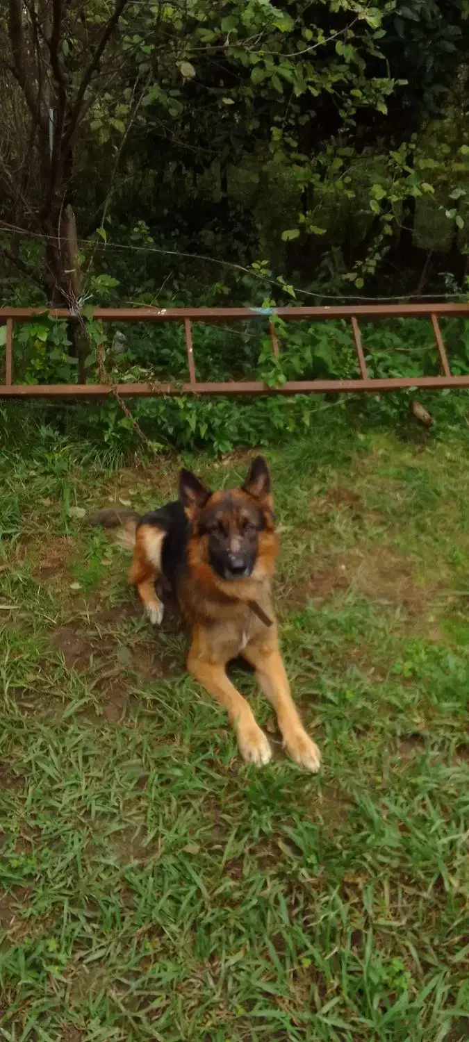 سگ ژرمن|سگ|شفت, |دیوار