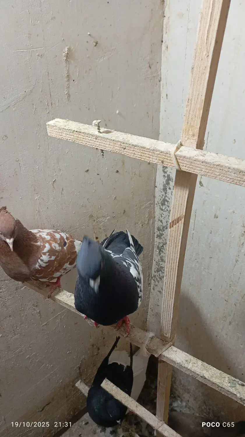 کبوتردورنگ|پرنده|اقبالیه, |دیوار