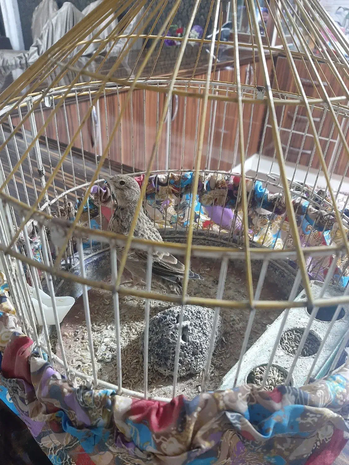 سهره خاکی|پرنده|اردبیل, |دیوار