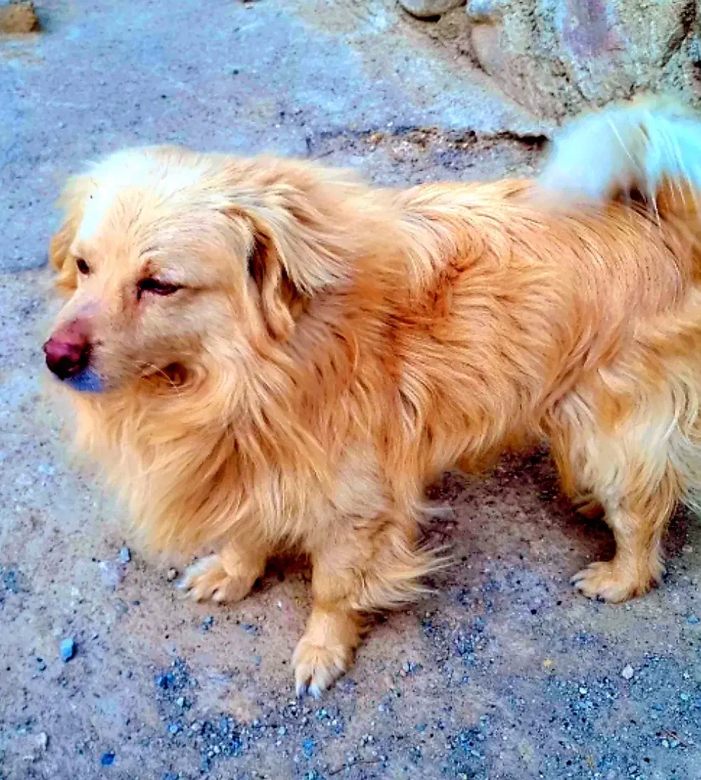 واگذاری رایگان تعدادی سگ پاکوتاه اشپیتز|سگ|هشتگرد, خور|دیوار