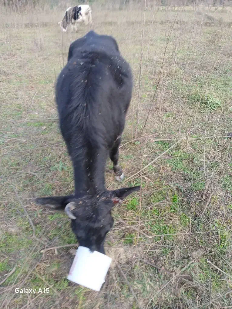 یک گاو محلی سیاه با شاخ شکسته،در مناطق دزدک گمشده|حیوانات|فومن, |دیوار