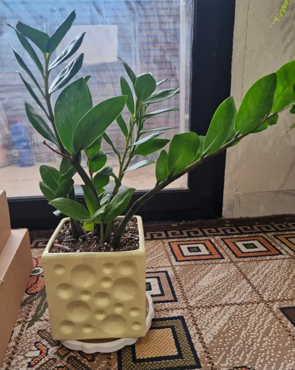 گل طبیعی|گل و گیاه طبیعی|کاشان, دانش|دیوار