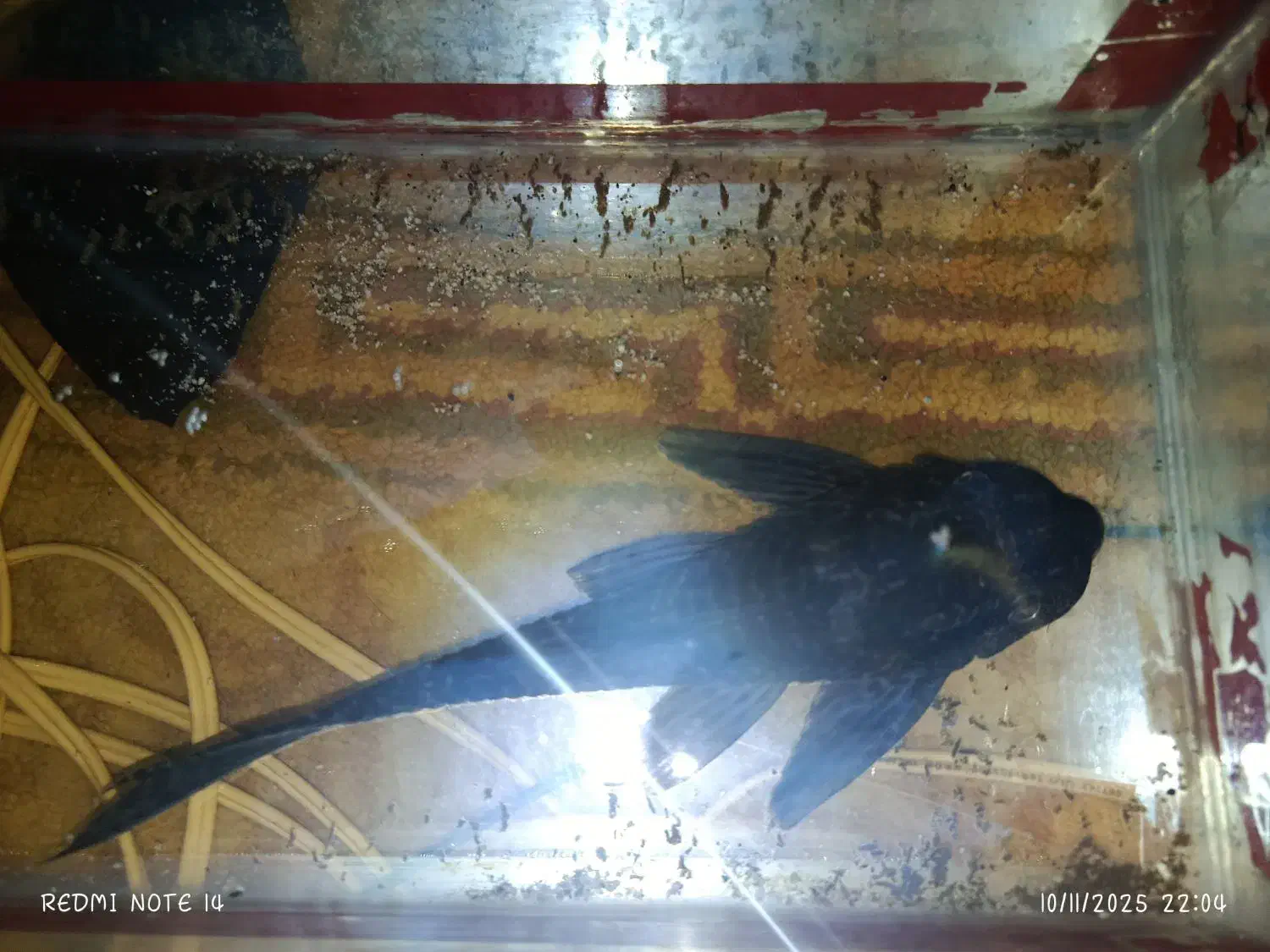 لجن خوار 25 سانتی|ماهی|محمدیه-قزوین, |دیوار