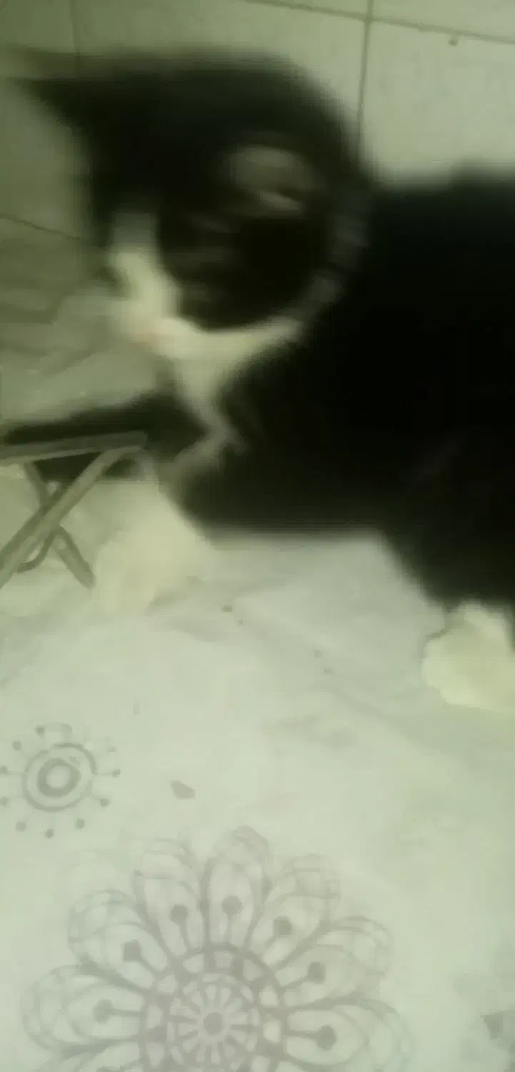 بچه گربه 2ماهشه|گربه|ری, دیلمان|دیوار