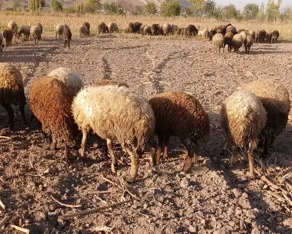 بز و گوسفند|حیوانات مزرعه|خوی, |دیوار
