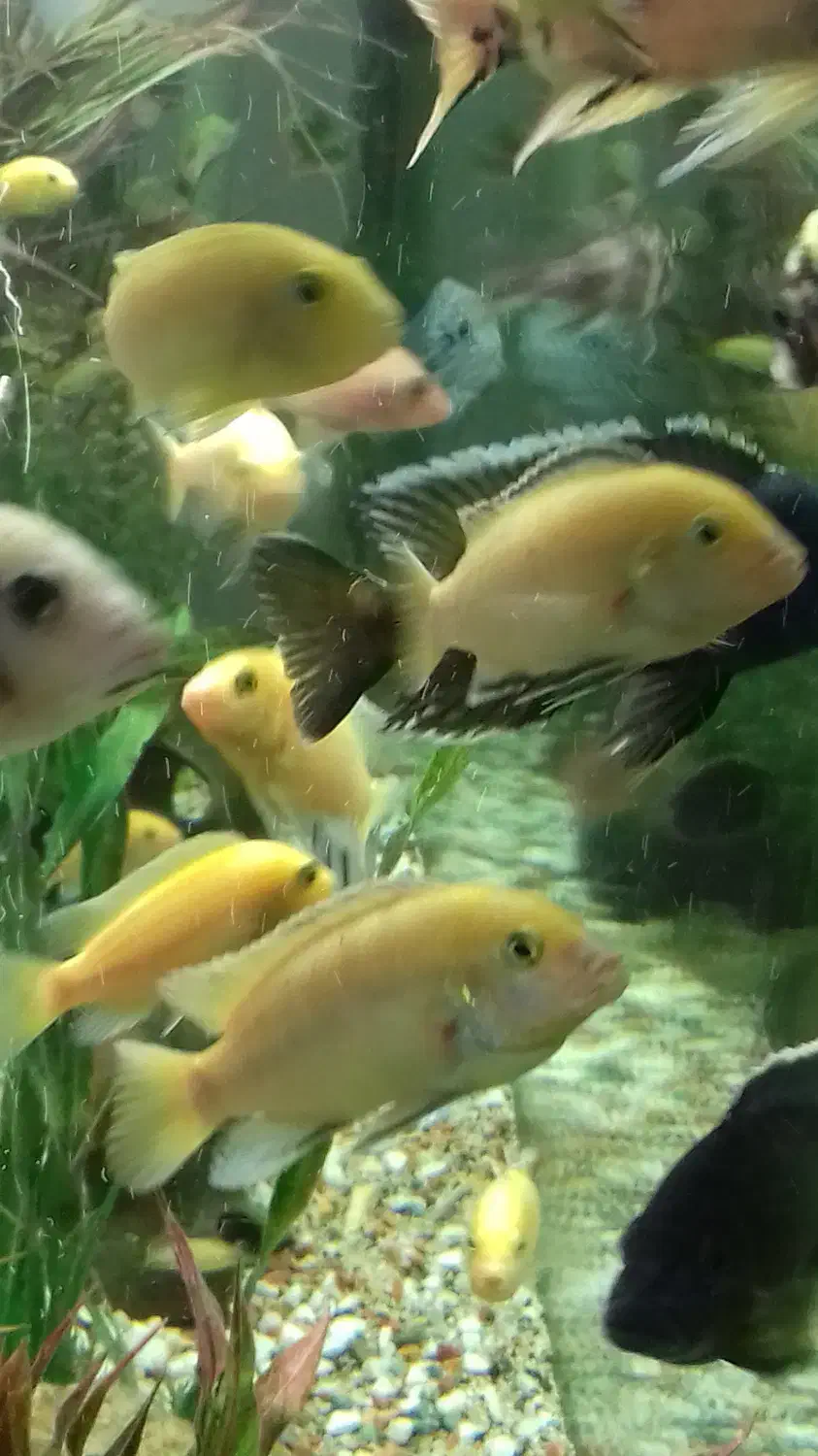 آکواریوم بزرگ|ماهی|رشت, حمیدیان|دیوار