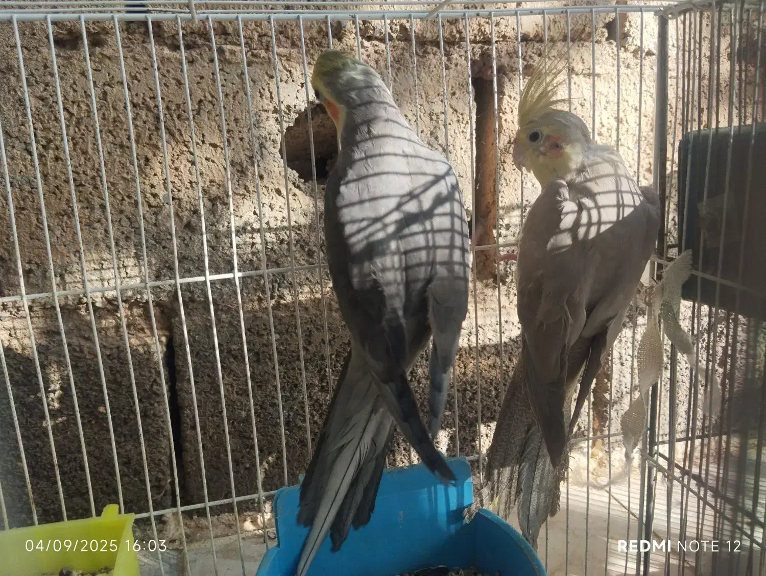 یک جفت عروس زیبا|پرنده|اسحاق آباد, |دیوار