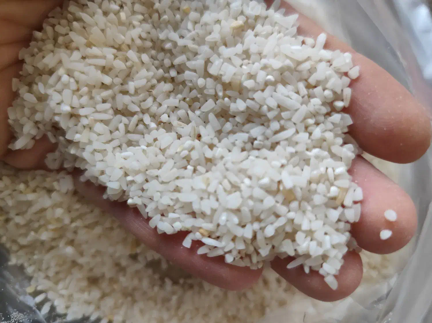 برنج نیم دانه درشت طارم هاشمی|خوردنی و آشامیدنی|زرگرشهر, |دیوار