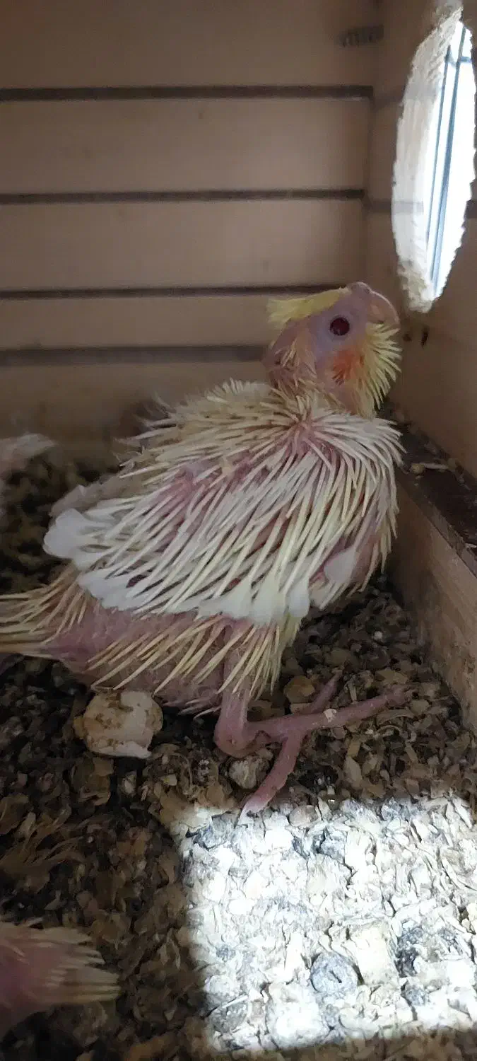 فروش جوجه عروس هلندی|پرنده|آبپخش, |دیوار