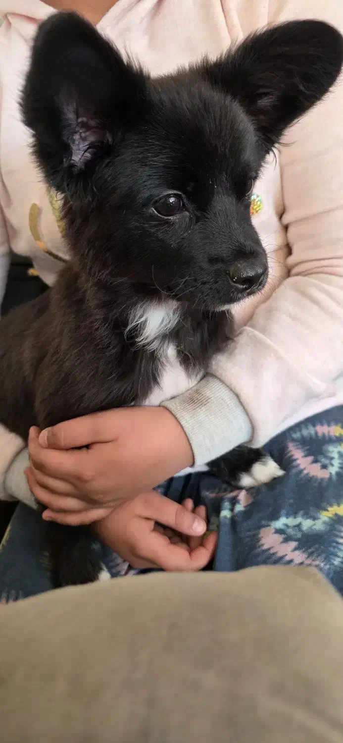 میکس پامر اشپیتز|سگ|شاهین‌شهر, شهرک گلدیس|دیوار