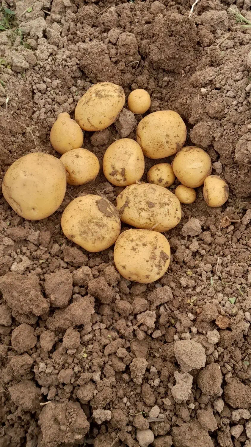 سیب زمینی سانته|عمدهفروشی|داران, |دیوار