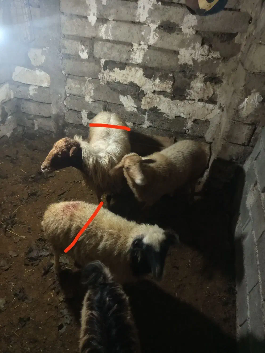 گوسفند با بره|حیوانات مزرعه|املش, |دیوار