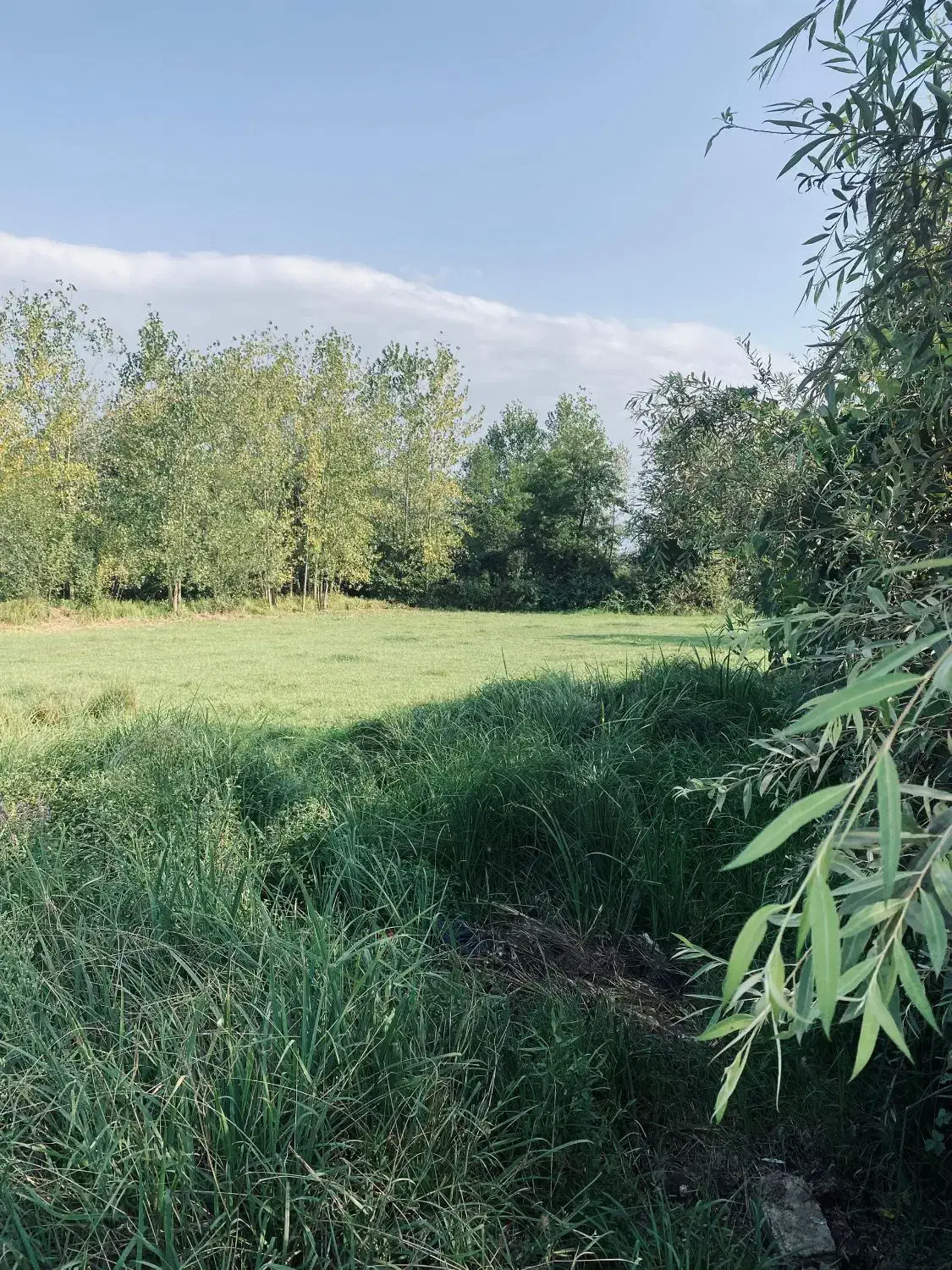 زمین باغی بازکیاگوراب ایشکا|فروش زمین و ملک کلنگی|لاهیجان, بازکیاگوراب|دیوار