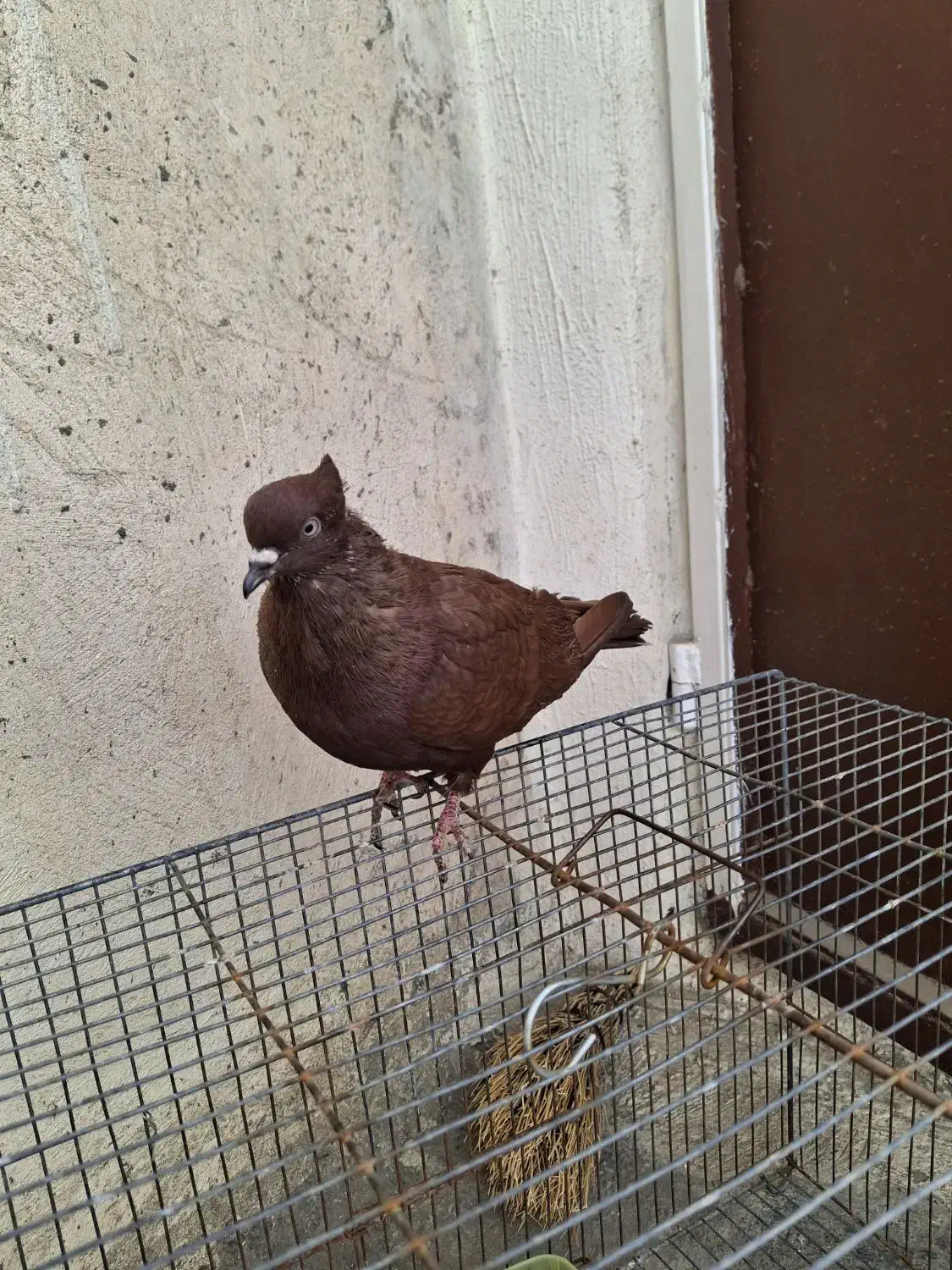 نر سرخ|پرنده|دورود, |دیوار