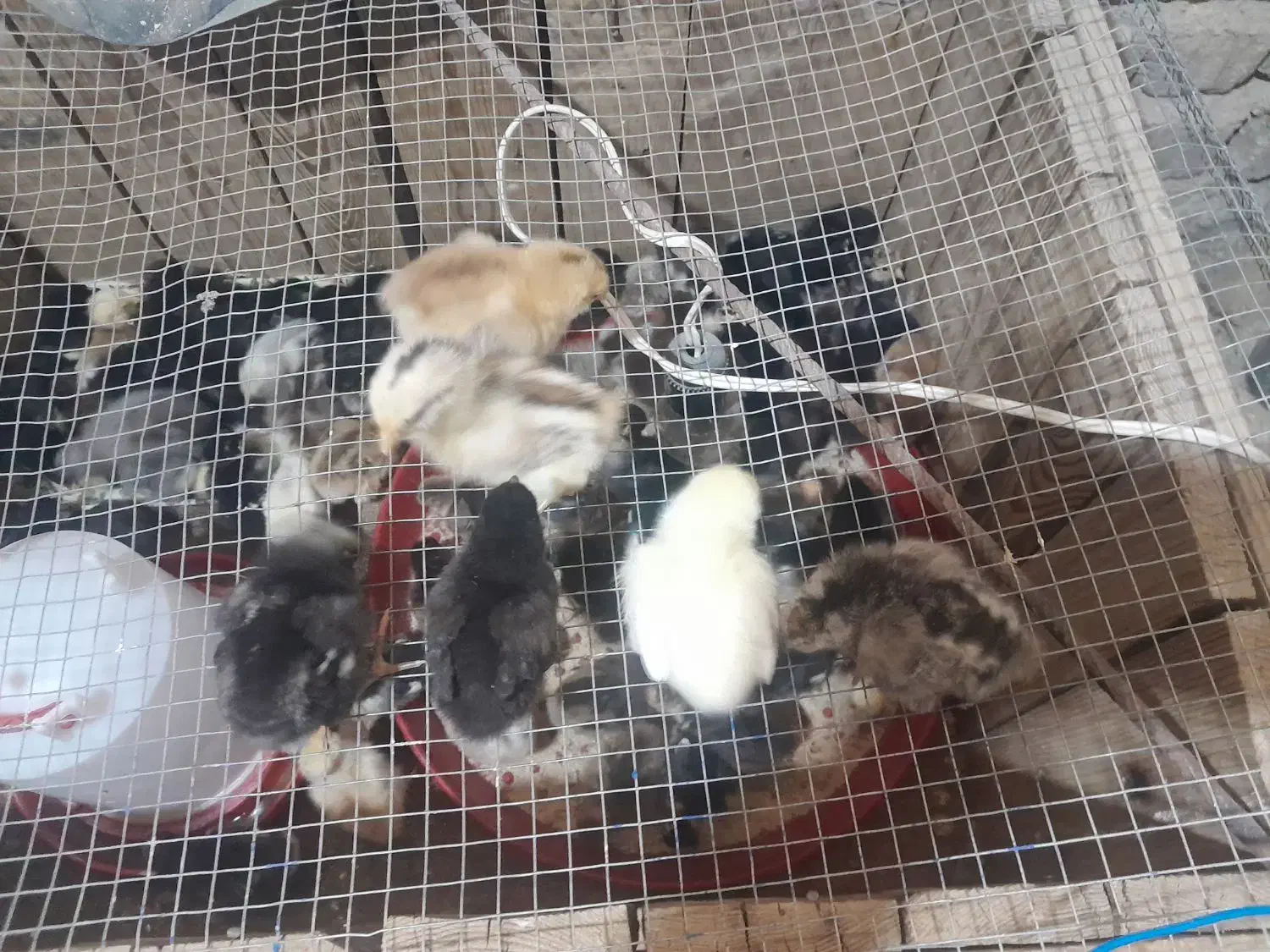 جوجه مرغ|حیوانات مزرعه|شیراز, بید زرد|دیوار