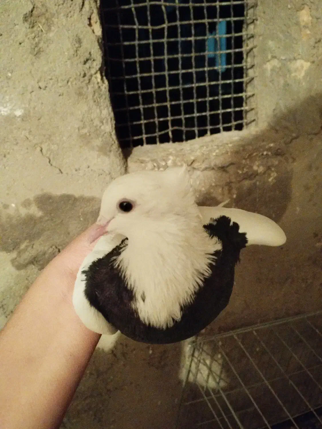 کبوتر|پرنده|دلیجان, |دیوار