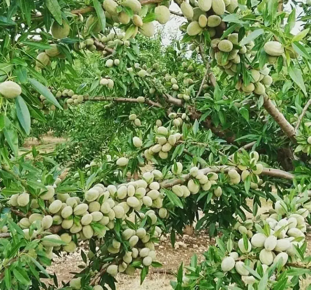نهالستان ارقام متنوع میوه های پربار پالیز|خدمات باغبانی و درختکاری|بانه, |دیوار
