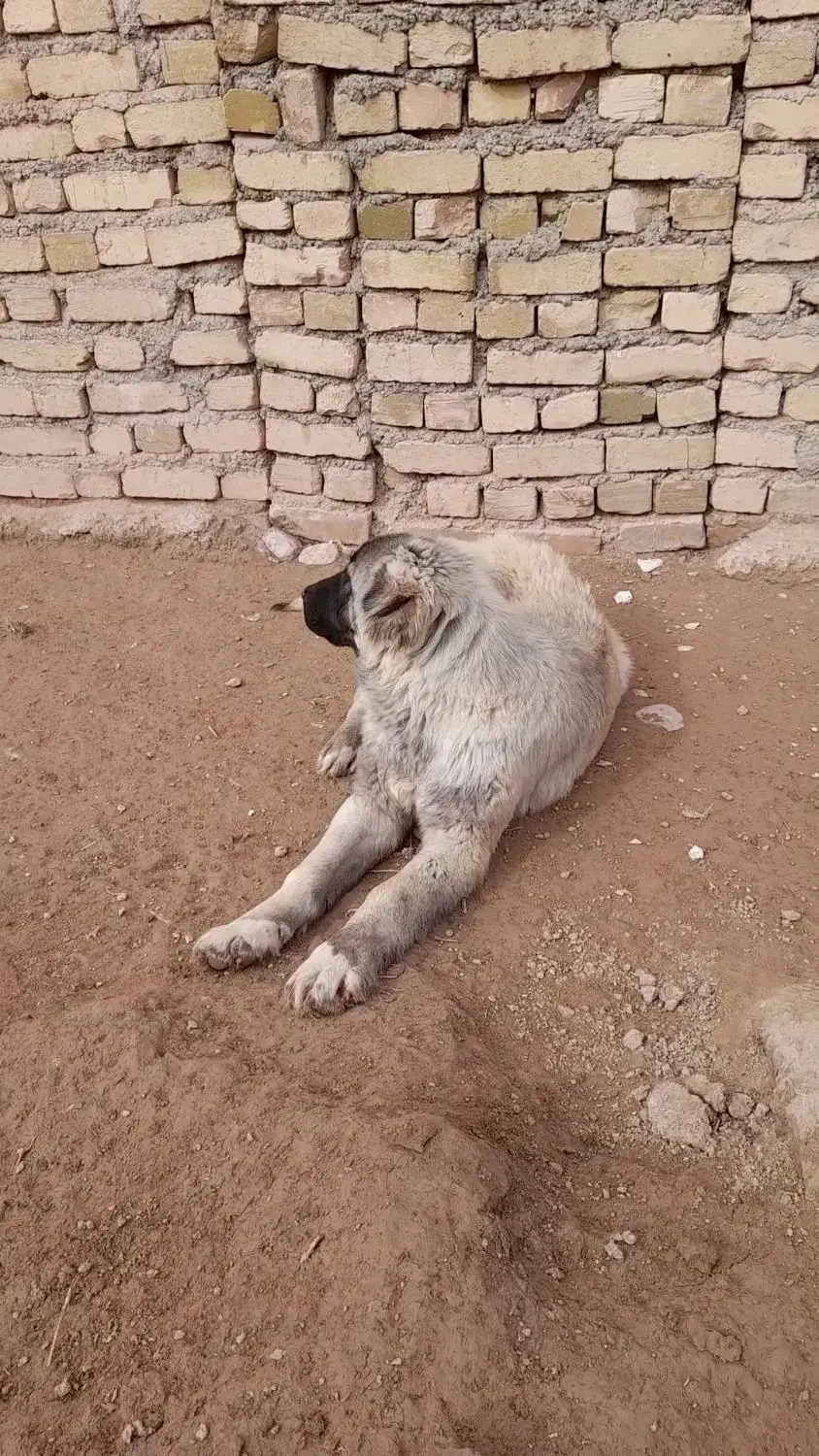 توله سرابی ماده|سگ|قیدار, |دیوار