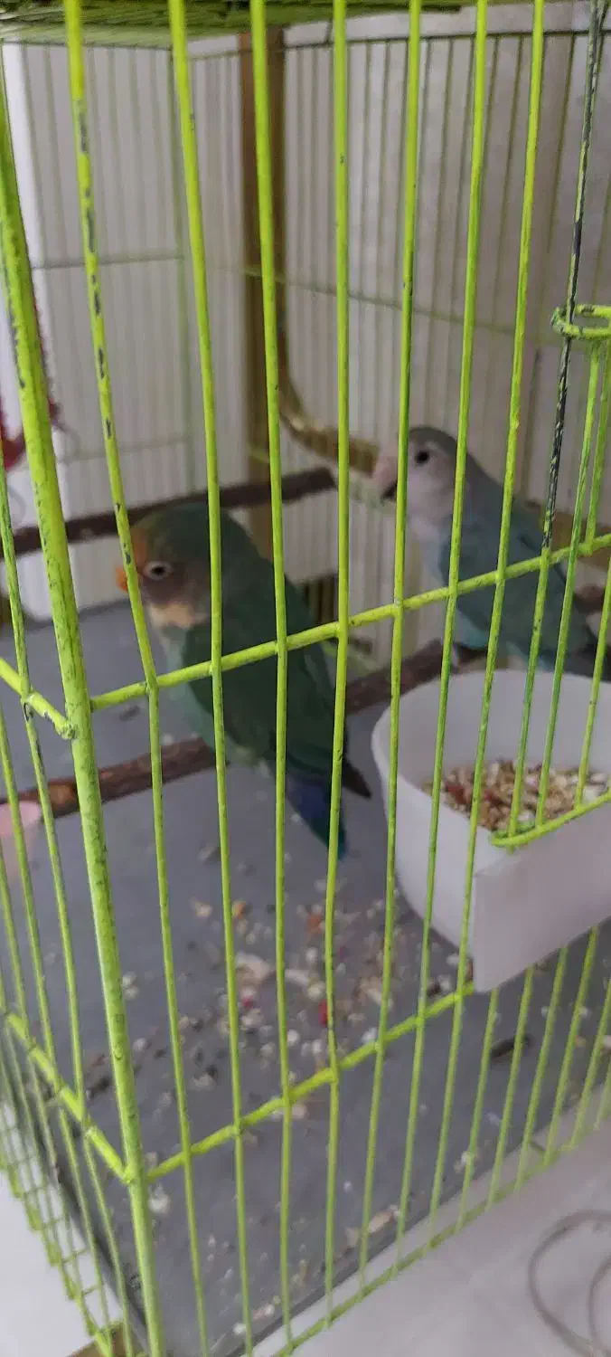 برزیلی|پرنده|اندیشه, اندیشه فاز ۲|دیوار