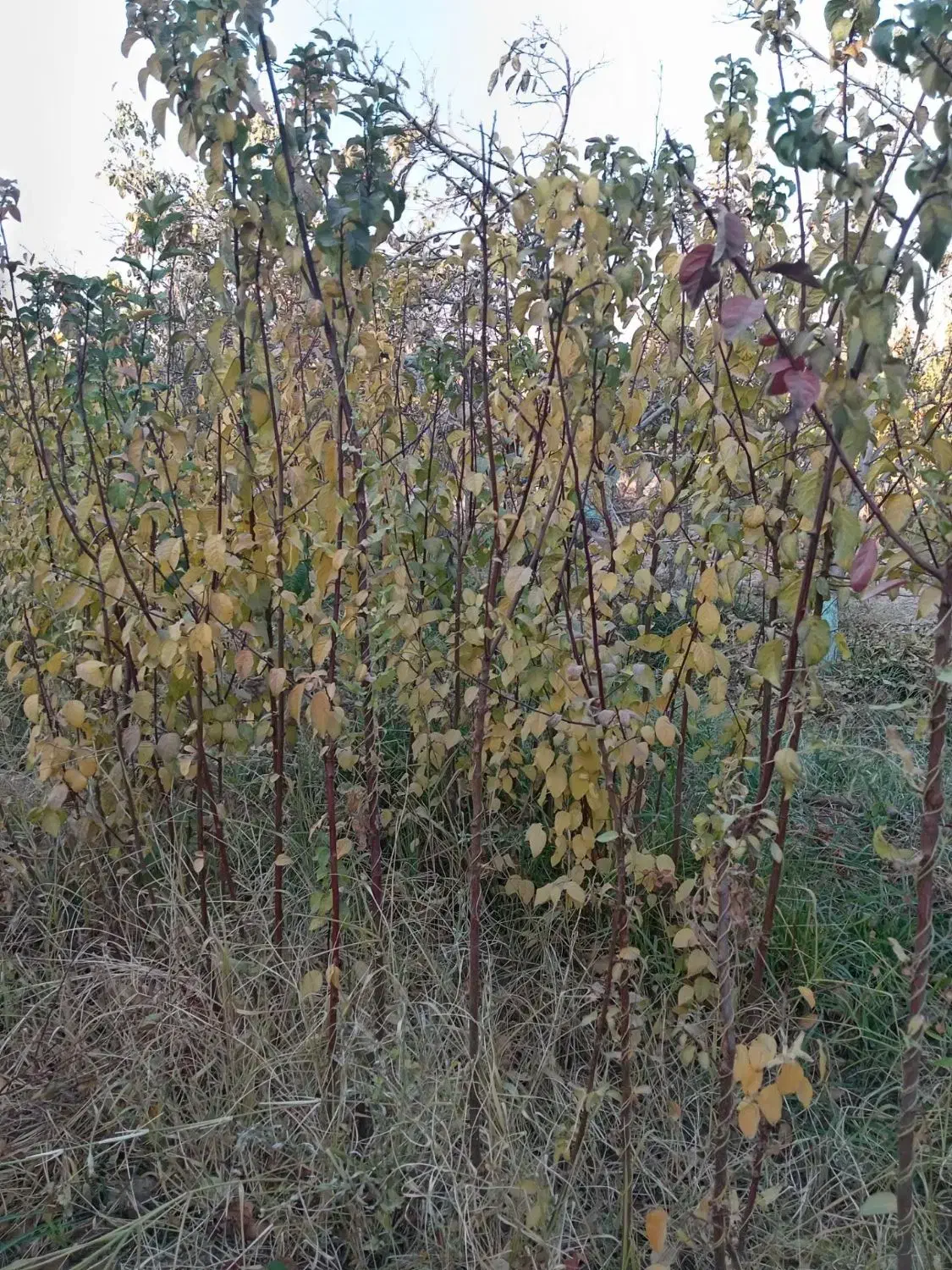 انواع نهال آلو و نیلک|گل و گیاه طبیعی|زبرخان, |دیوار