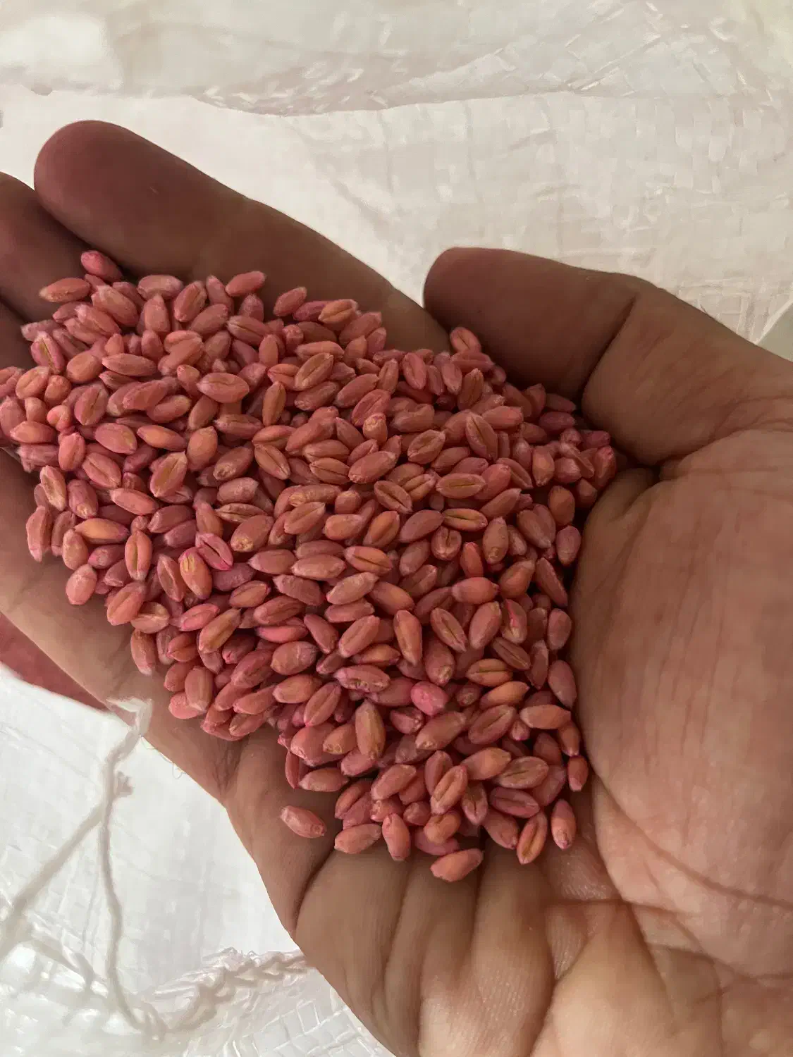 فروش بذر گندم اصلاح شده|خدمات باغبانی و درختکاری|اراک, |دیوار