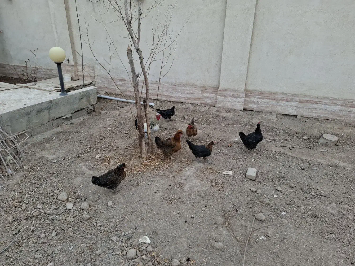 مرغ و خروس رسمی|حیوانات مزرعه|پاکدشت, پاکدشت (مامازند)|دیوار