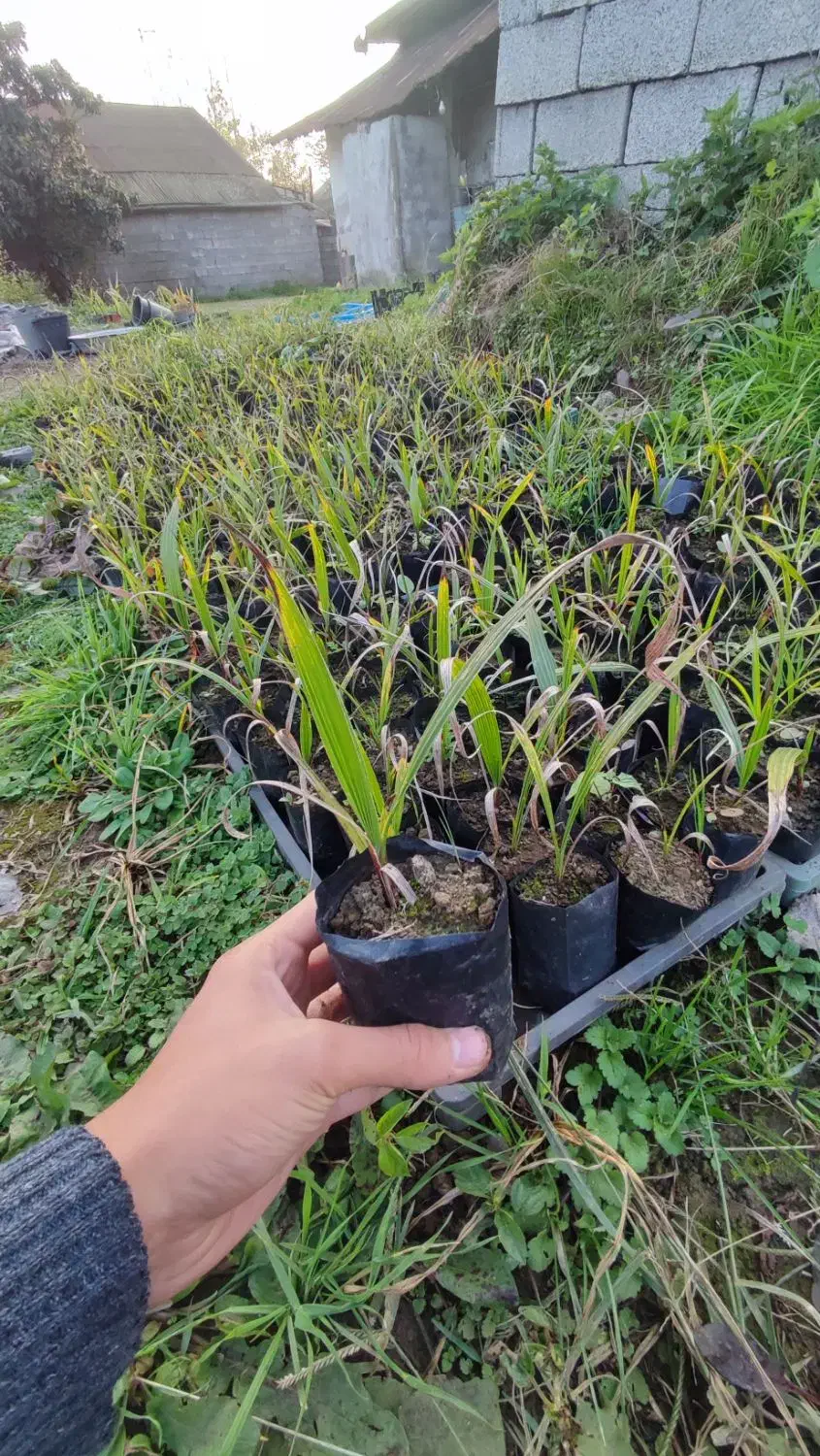 پالم واشنگتن|گل و گیاه طبیعی|رودسر, |دیوار