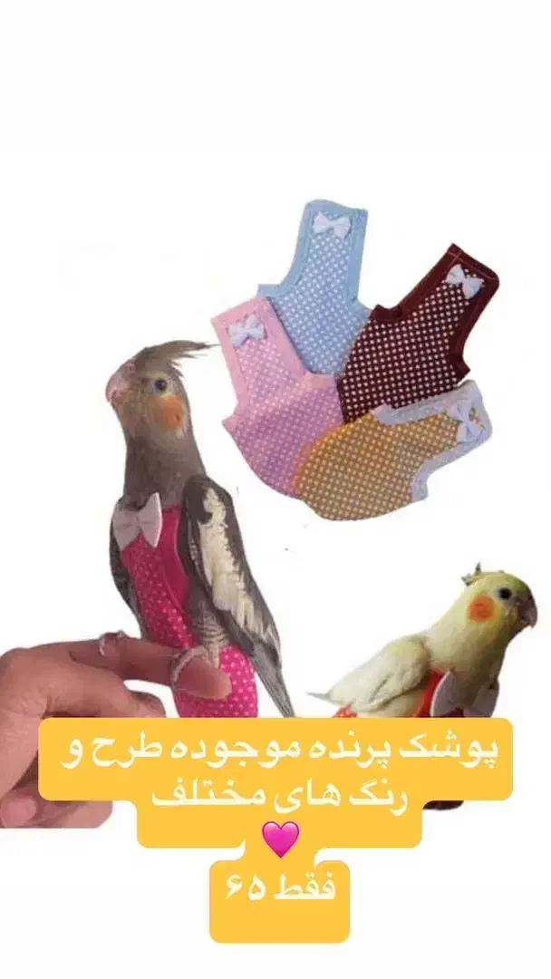 وسایل پرنده موجوده|پرنده|شیراز, وصال|دیوار