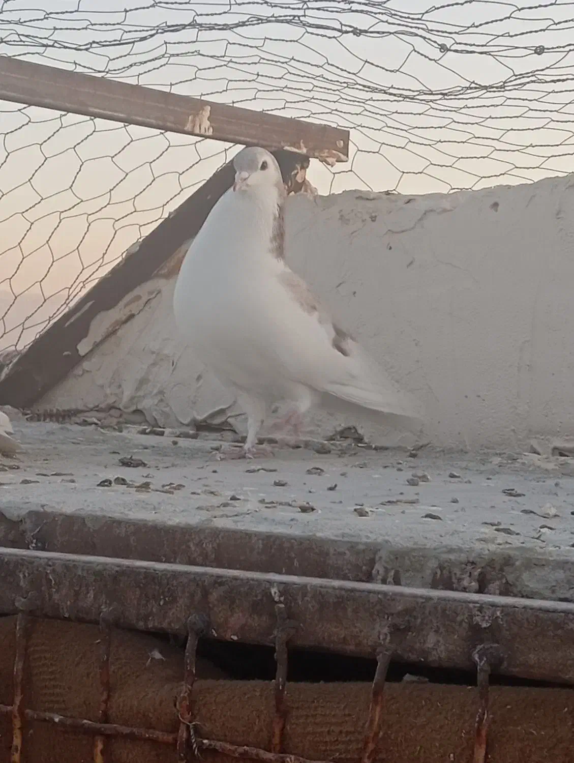 کبوتر|پرنده|گلبهار, شهر جدید گلبهار|دیوار