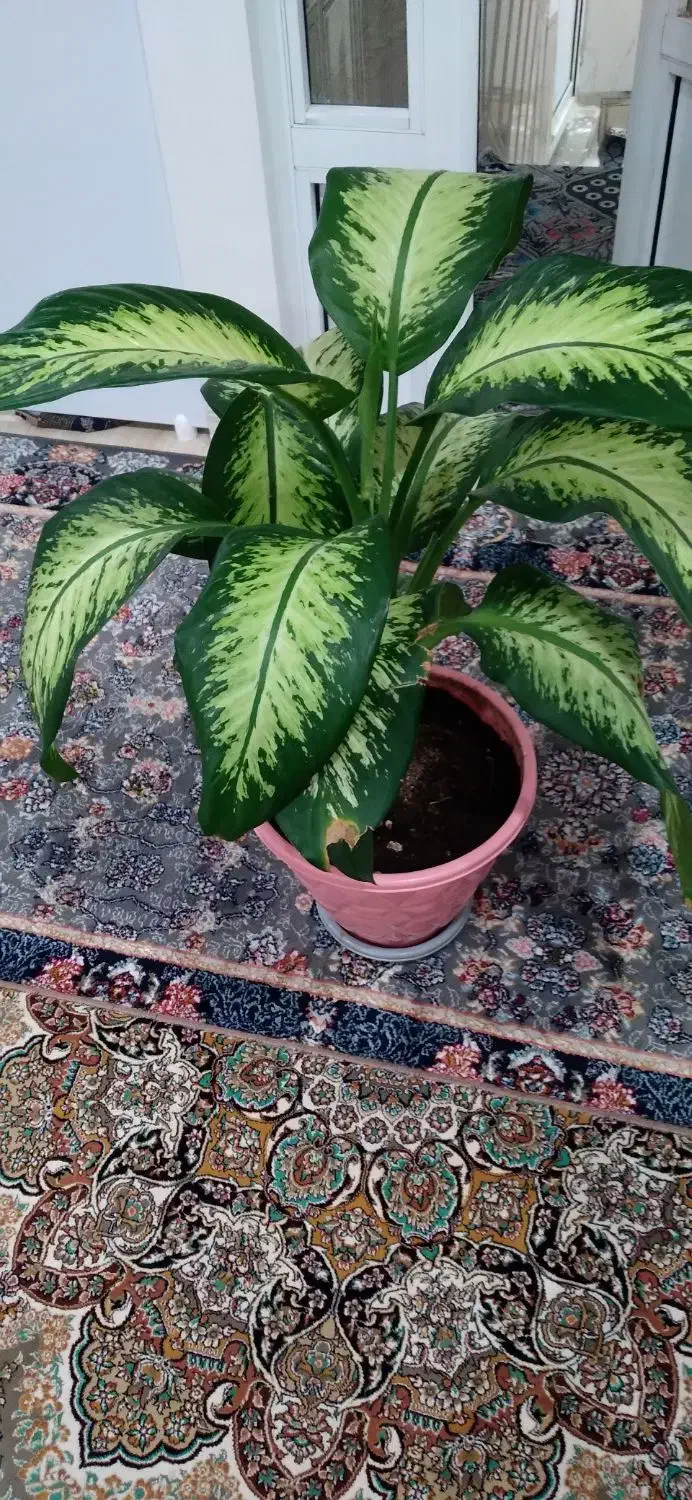 دیفن|گل و گیاه طبیعی|بانه, |دیوار