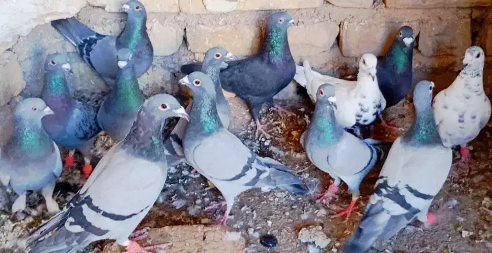 پلاکی|پرنده|کرمان, |دیوار