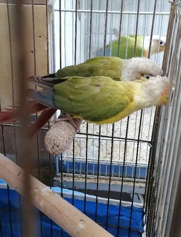 جفت مولد گرینچیک روی تخم|پرنده|قم, شهدا|دیوار