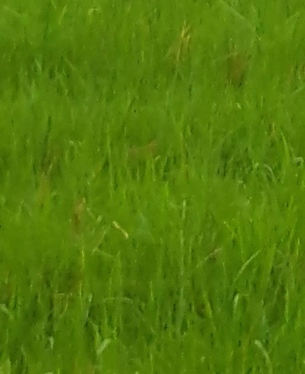 واگذاری زمین کشاورزی به اجاره یاشراکت|اجارهٔ دفتر صنعتی، کشاورزی، تجاری|تخت سلیمان, |دیوار