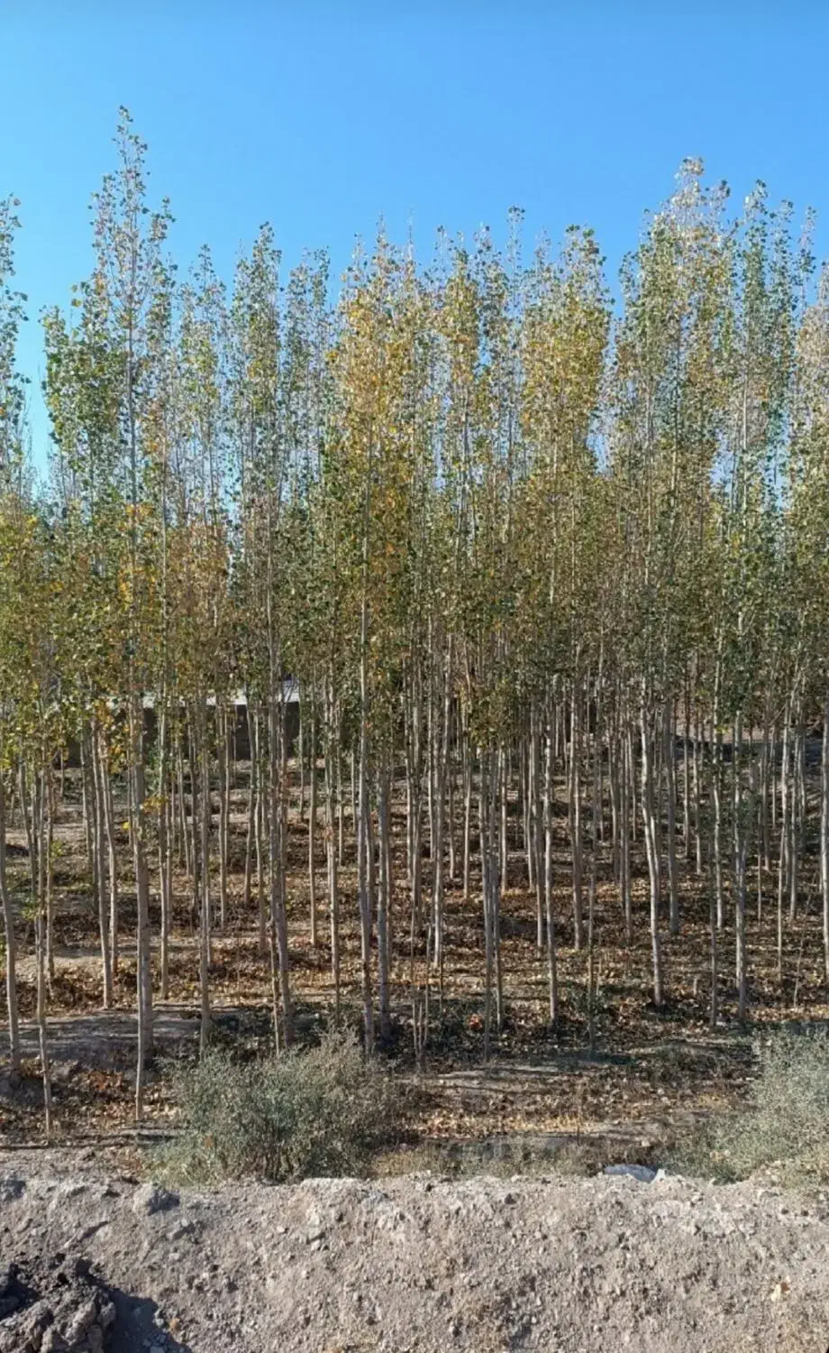 فروش عمده نهال صنوبر تضمین کیفیت|خدمات باغبانی و درختکاری|یاسوج, |دیوار