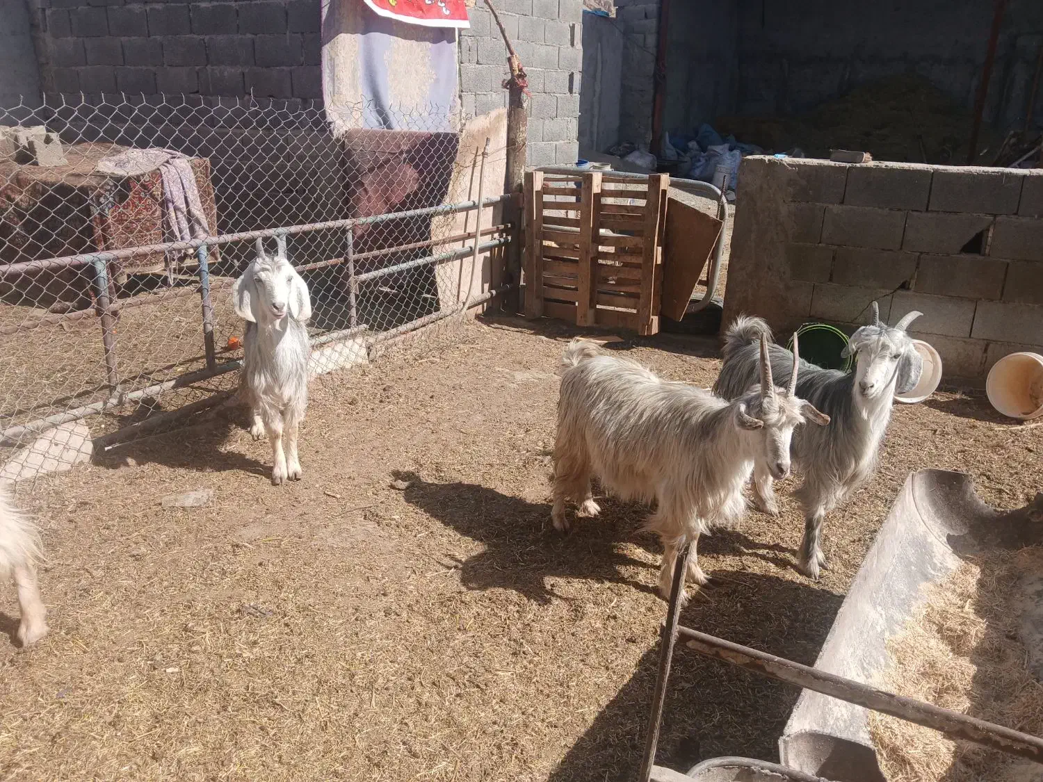 میش بره بز|حیوانات مزرعه|اصفهان, سرشبادران|دیوار