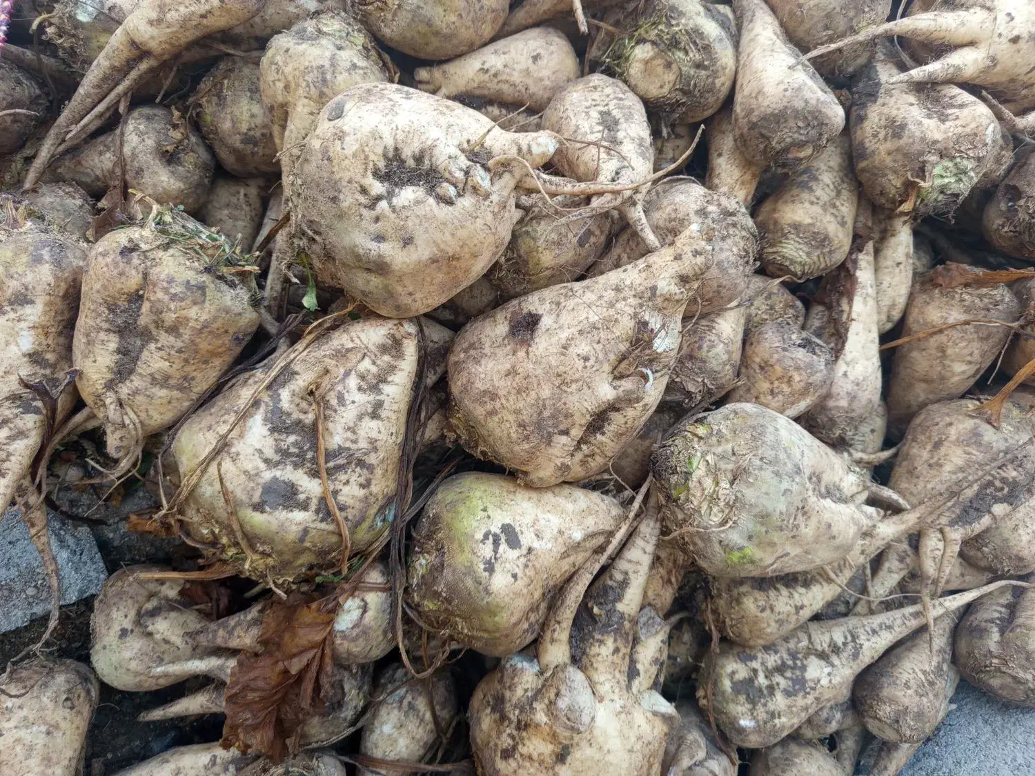 چغندر قند|عمده‌فروشی|میاندوآب, |دیوار