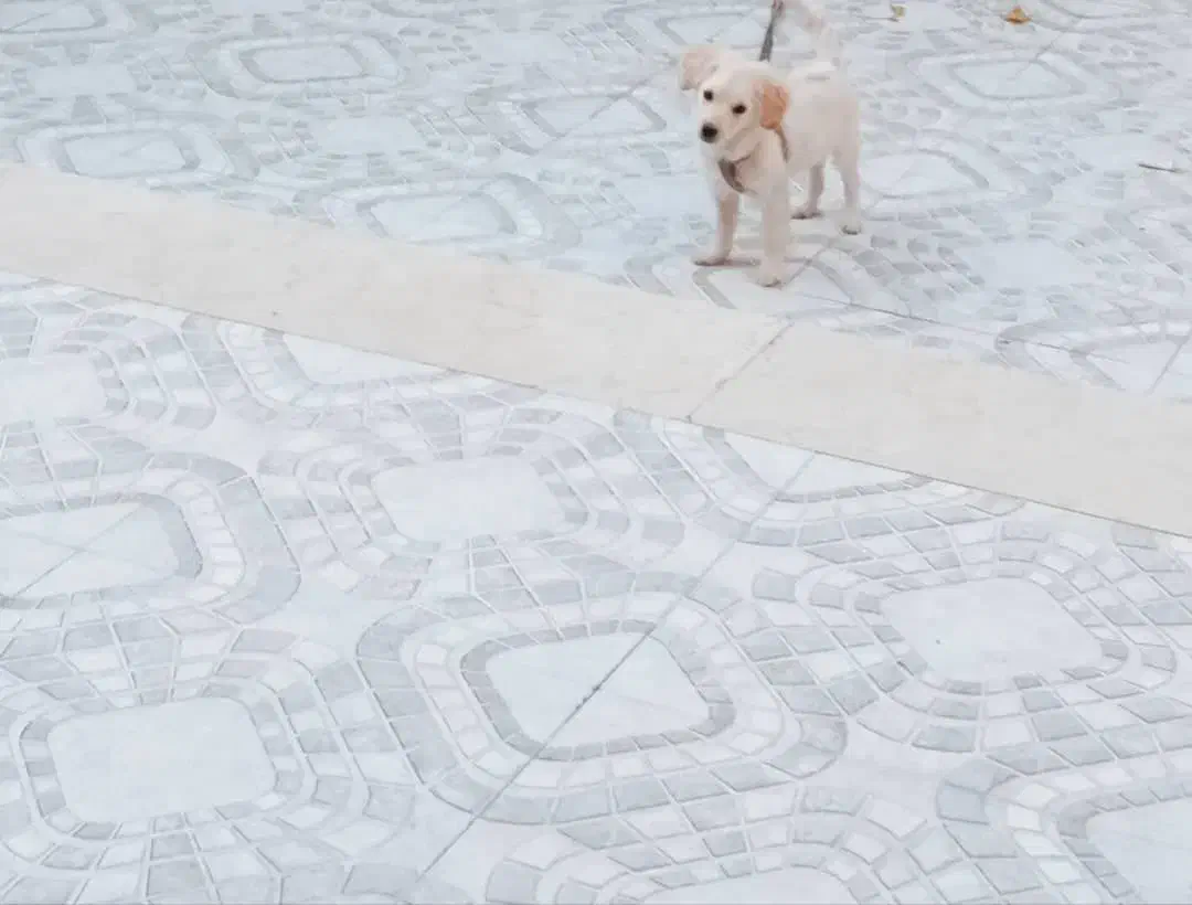 سگ پامر اشپیتز|سگ|سیرجان, |دیوار