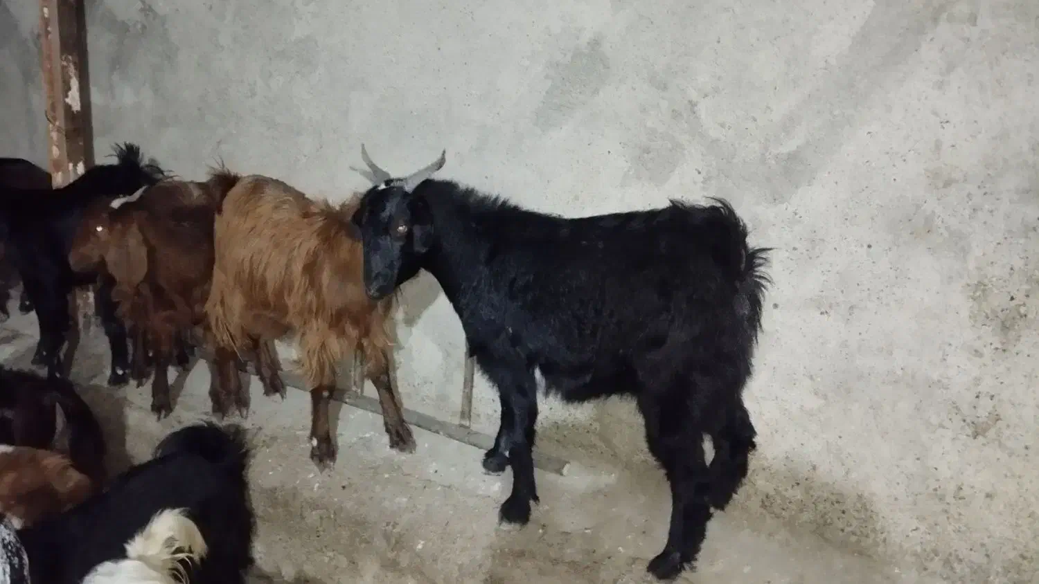 بی نژدی دونه 5|حیوانات مزرعه|دورود, |دیوار