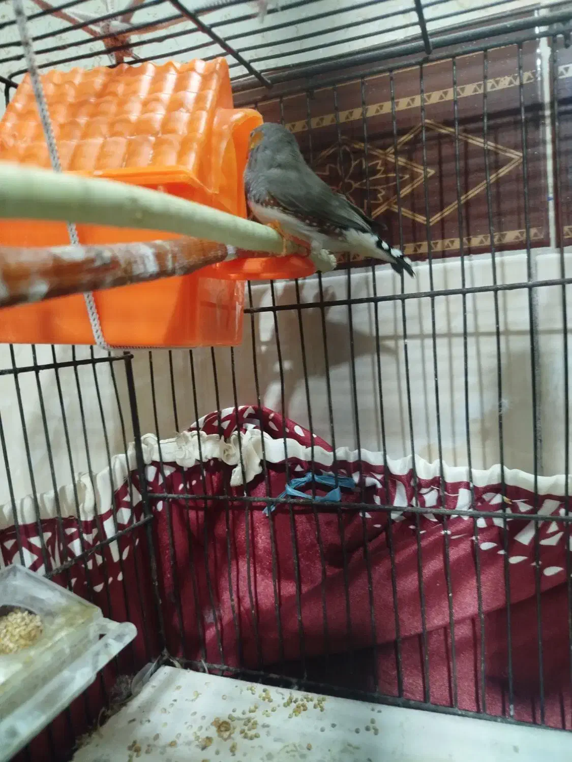 فنچ|پرنده|قرچک, صالح آباد|دیوار