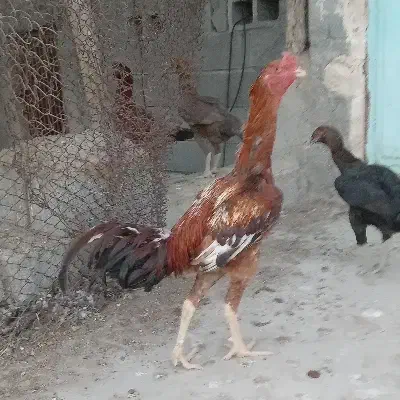 خروس و بوقلمون|حیوانات مزرعه|تخت, |دیوار