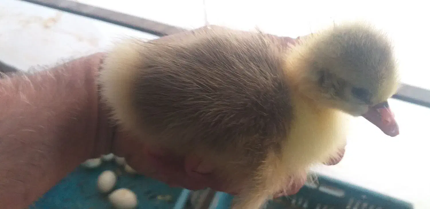 جوجه غاز ۳روزه|حیوانات مزرعه|بندر ترکمن, |دیوار