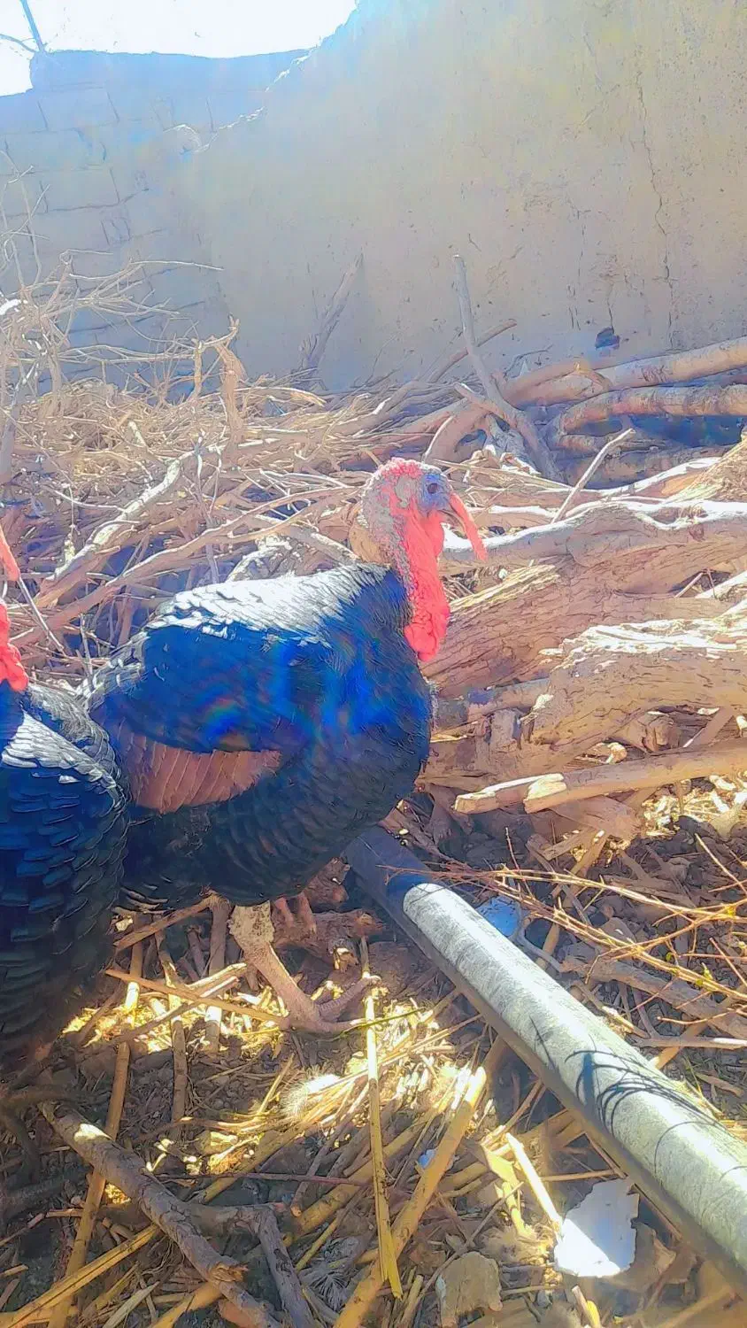 بوقلمون ۱ ساله نر|حیوانات مزرعه|خمک, |دیوار