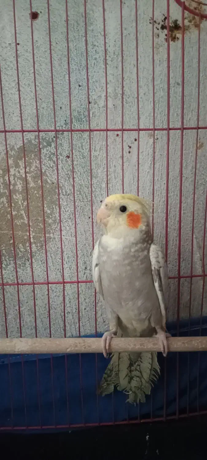 عروس هلندی یک جفت|پرنده|تهران, دهم فروردین|دیوار