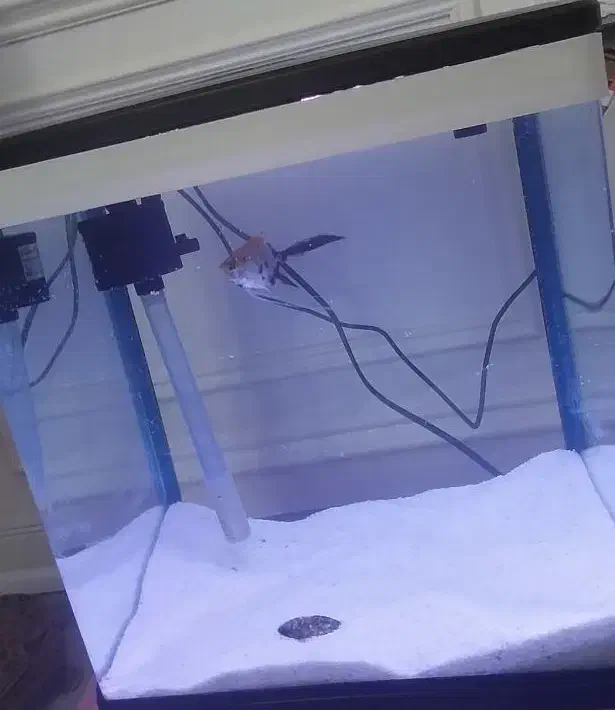 اکواریوم شیشه خم شرکتی دلسا|ماهی|پردیس, فاز ۸|دیوار