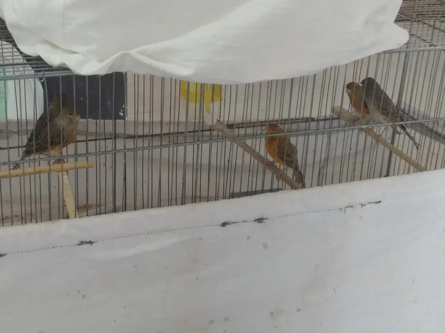 قناری ماده|پرنده|ایلام, |دیوار