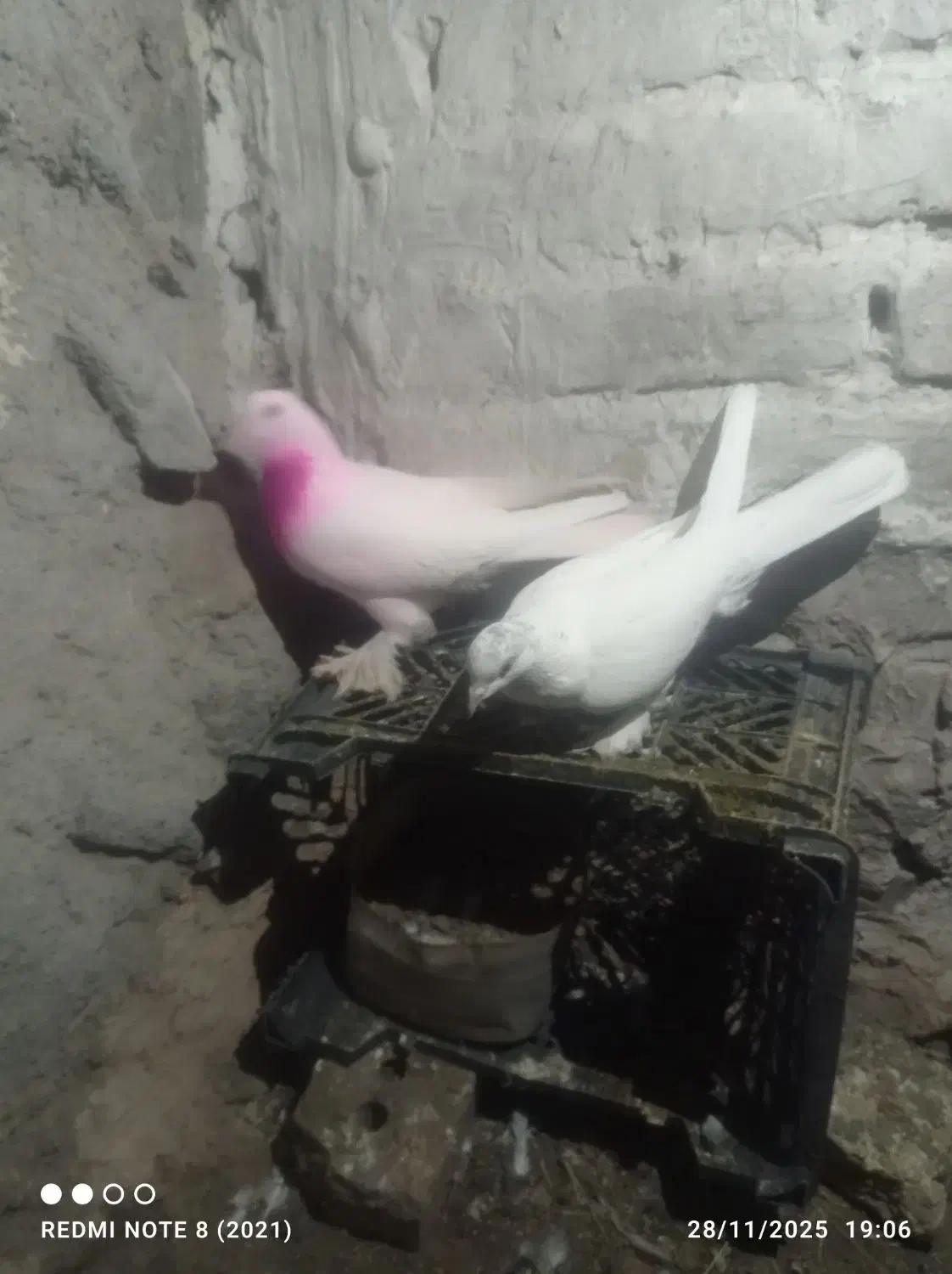 یک لانه کبوتر|پرنده|ماکو, |دیوار